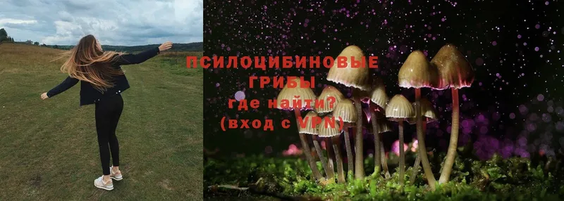 Псилоцибиновые грибы Psilocybine cubensis  Венёв 